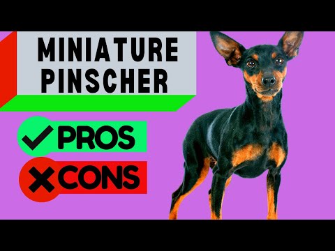Miniature Pinscher Pros and Cons / Including Min Pin Barking Problems / Should you get One!