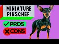 Miniature Pinscher Pros And Cons Including Min Pin Barking Problems Should You Get One