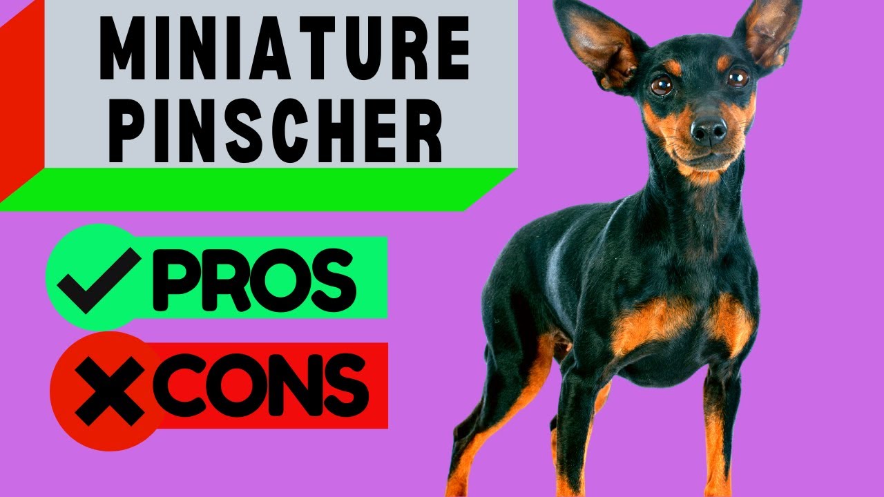 Miniature Pinscher Pros and Cons / Including Min Pin Barking Problems / Should you get One!