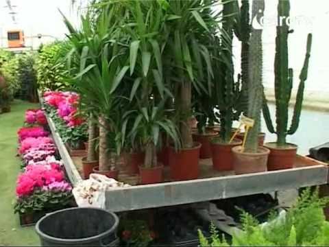 Icaro Tv. Niente traffico, la Cooperativa 'appassisce'