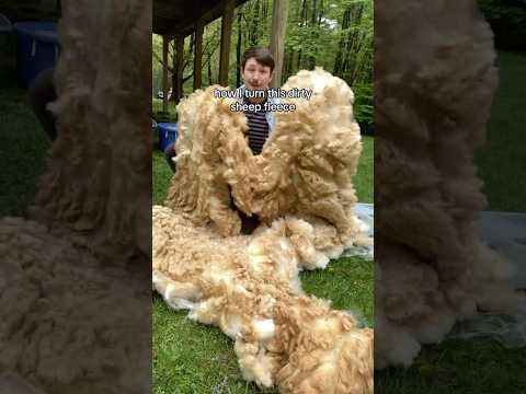 Turning a Sheep Fleece into Yarn #yarn #handspunyarn #sheep