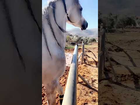 LUJAIN AL HAJ AM . TH HAMZA BY Aja #Justified & CNAAN NADEEN BY #MADEEN_AL_NAFOUS