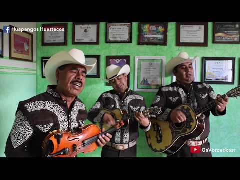 El Trío Los Hidalguenses toca "El Rey de la Huasteca y El Corre Caballo"
