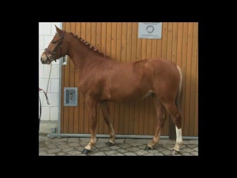 Dirano Alagon *2012 Dimension AT x Alexander - Brilliant