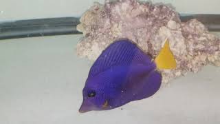Purple Tang $219 - Red Sea