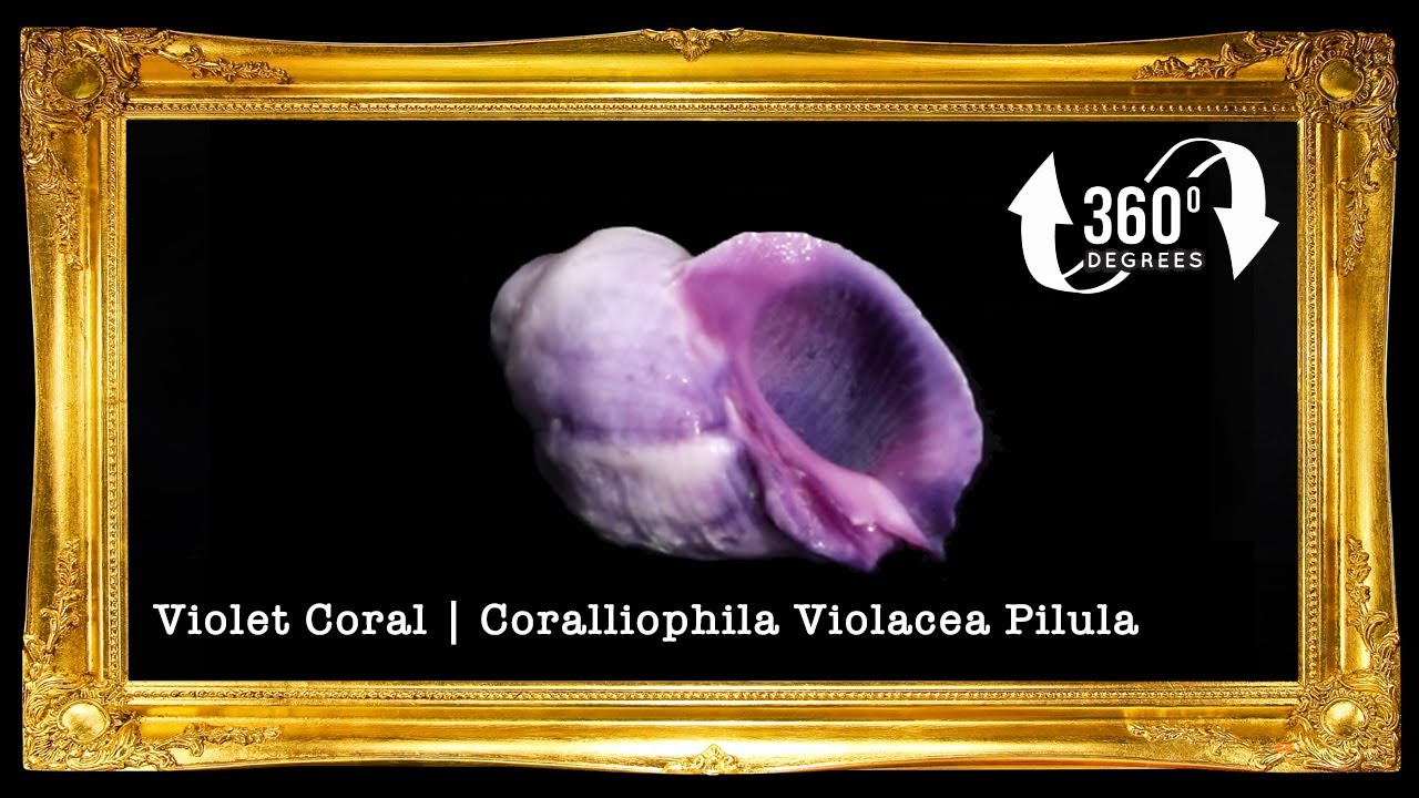 Cebu Beauty | Violet Coral Shell | Coralliophila Violacea