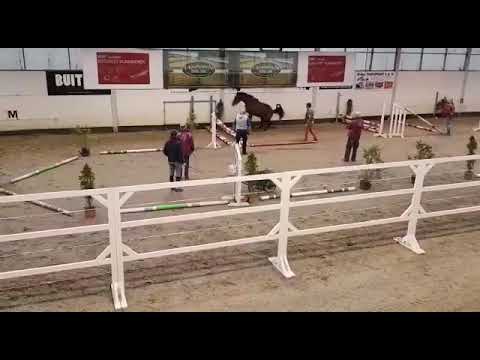 2y old stallion by president