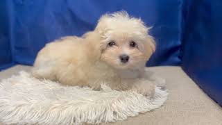 ハーフ犬の動画01