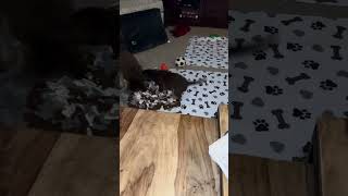 Video preview image #1 Mutt Puppy For Sale in Holly Springs, NC, USA