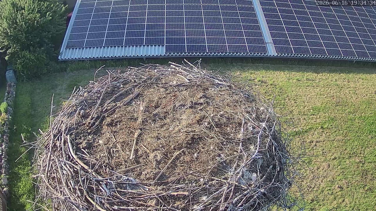 Live webcam view of White Stork Nest in Pahlen