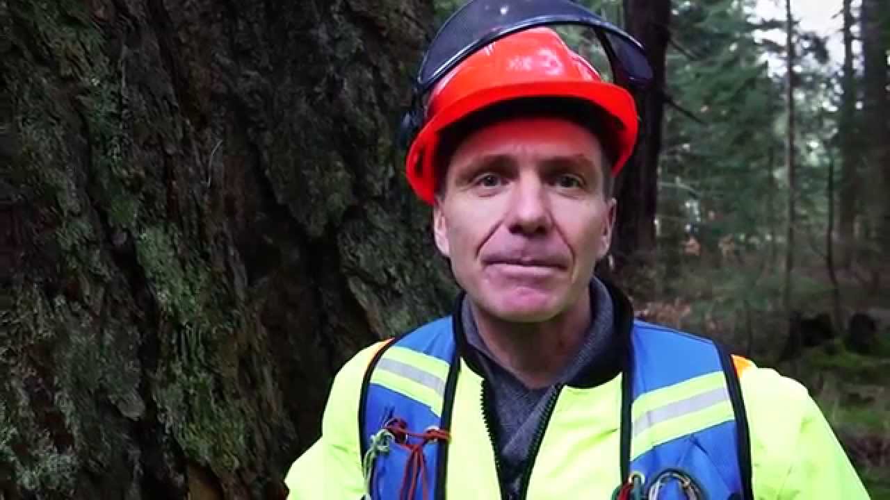 Danger Tree Assessment - SAFER.ca
