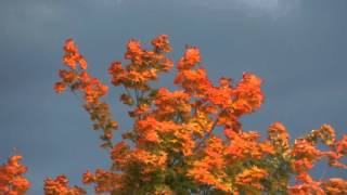 Autumn Leaves on Sugar Maple, Storm on the Way...Upstate NY