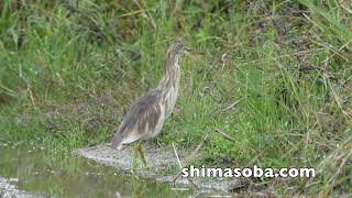 長期滞在中のジャワアカガシラサギとアカガシラサギとツルシギ(動画あり)