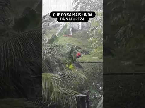 Natureza #amazonas #amazonia #santoantoniodoica