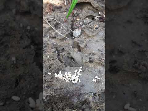 Chandler's Ford Garden Services video.