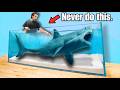 Buying The Scariest Shark I Ve Ever Owned Off The Web