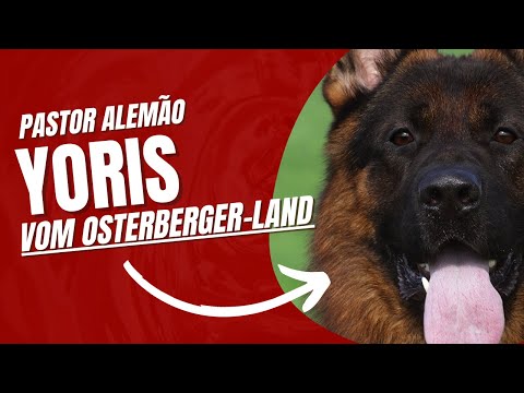 Yoris Vom Osterberger-Land || PASTOR ALEMAO|| GERMAN SHEPHERDS
