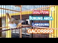 Jenggot Mini GACOR KONSLET Cocok Untuk Masteran Pancingan Burung Bahan Anda ️ ️ ️