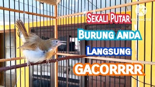 Download lagu Jenggot Mini GACOR KONSLET Cocok Untuk Masteran/Pancingan Burung Bahan Anda❗️❗️❗️ mp3 Download lagu Jenggot Mini GACOR KONSLET Cocok Untuk Masteran/Pancingan Burung Bahan Anda❗️❗️❗️ mp3