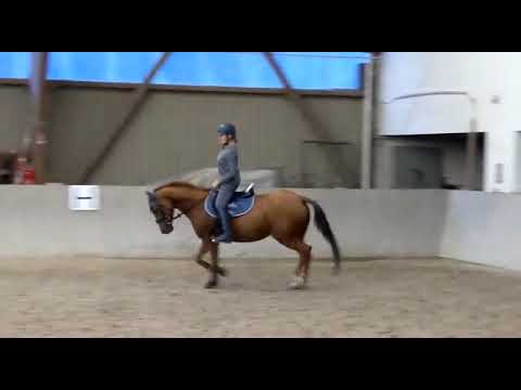 Beritt und Ausbildung Dressurpferde und Ponys