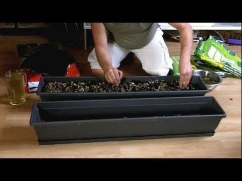 Moringa-Samen einpflanzen in Balkonkästen - Moringa-Heimplantage - TheParentTreeFarm