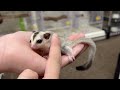 フクロモモンガのYouTubeサムネイル画像