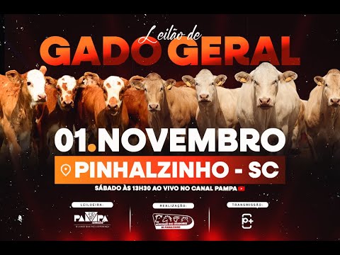 Leilão de Gado Geral, PINHALZINHO/SC - 01/11/2025 13:30h