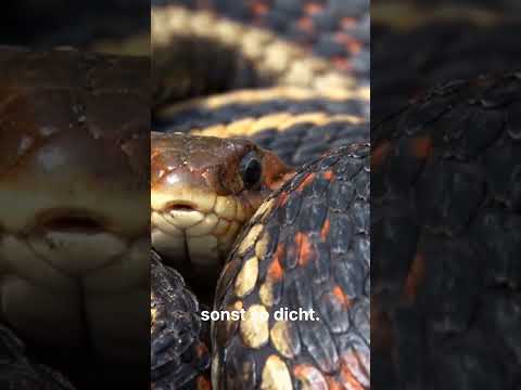 Diese Insel darf niemand betreten!