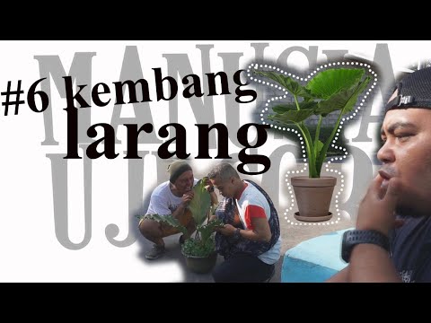 kembang-larang-bunga-mahal-6