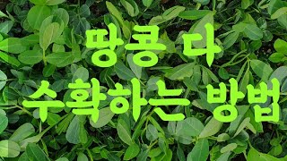 땅콩 모종,씨앗 재배방법
