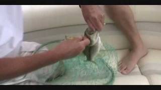 preview picture of video 'Dale Hollow Lake, Tennessee - Bass Fishing'