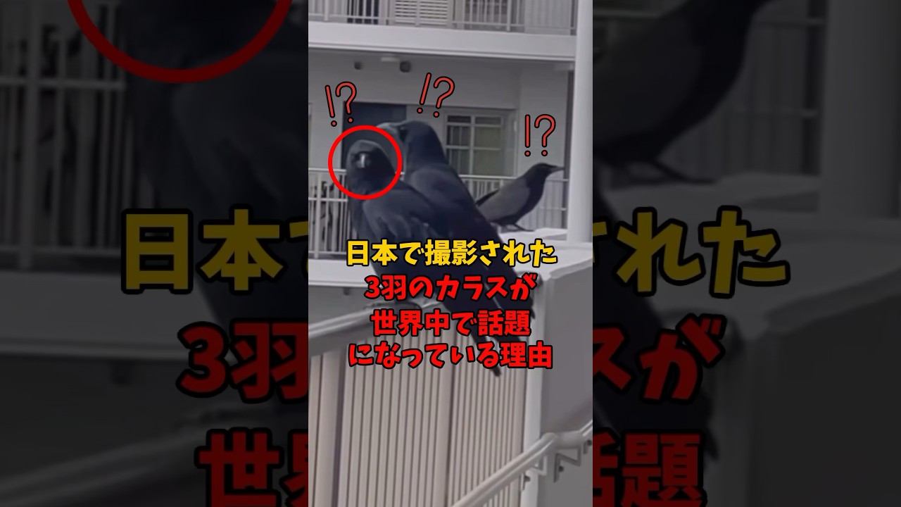 日本で撮影された3羽のカラスが世界中で話題になっている理由
