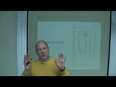 Niere Teil 2