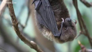Rodrigues Fruit Bats at JungleWorld | Bronx Zoo