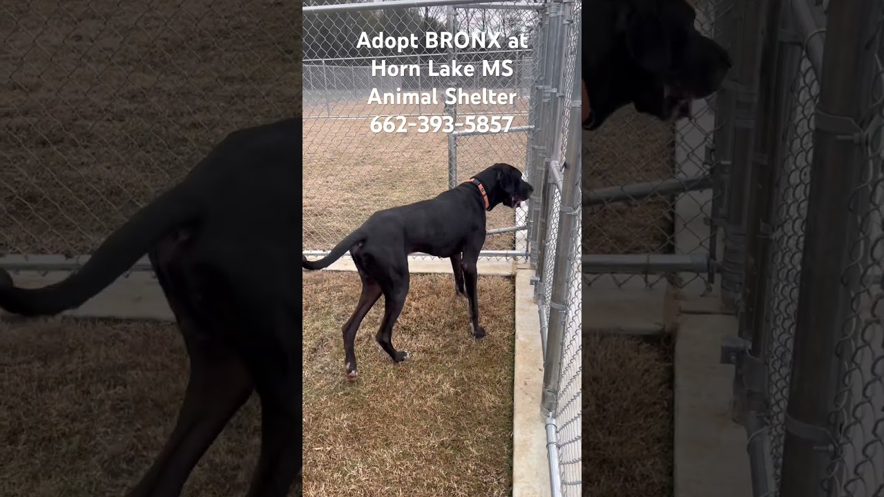 Enlarge Bronx, a ADOPTABLE Great Dane in Horn Lake, MS video 6/6