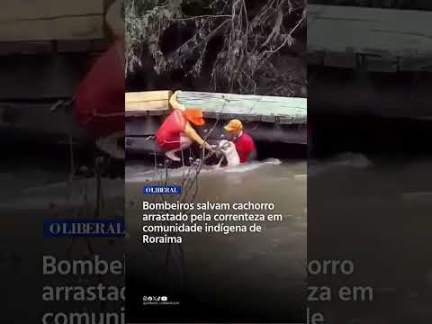Bombeiros salvam cachorro arrastado pela correnteza em comunidade indígena de Roraima