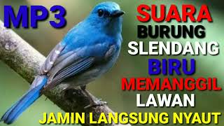 Download lagu Suara Burung Selendang Biru Gacor ll Kehicap Ranting Gacor ll Suara Sikatan ninon Gacor mp3