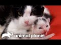Motherly Love Too Cute Animal Planet