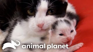Motherly Love | Too Cute! | Animal Planet