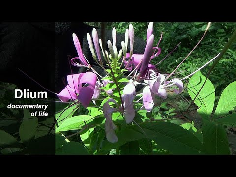 Showy spider flower (Cleoserrata speciosa)