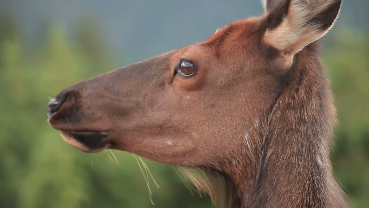 Elks | Vizinhos Selvagens - 2ª temporada