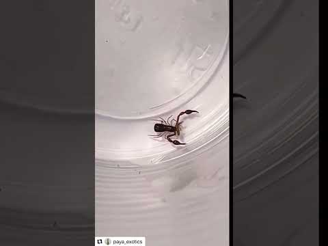 Já ouviu falar sobre falso escorpião ou pseudo-escorpião? 🤔