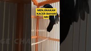 Download lagu TERBUKTI 6 HARI KACER MUDA HUTAN JINAK PAKE CARA INI #kacergacor #kacerbongkarisian #kacer mp3 Download lagu TERBUKTI 6 HARI KACER MUDA HUTAN JINAK PAKE CARA INI #kacergacor #kacerbongkarisian #kacer mp3