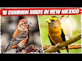 16 Common Birds in New Mexico (with Pictures)