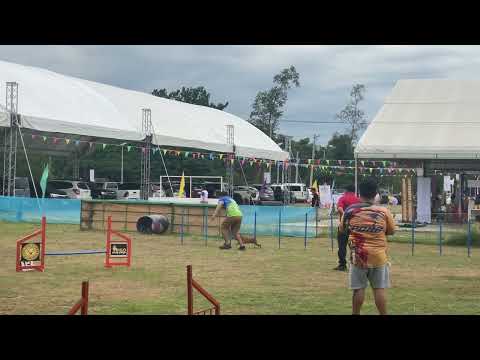 DOG AGILITY - Mini Pinscher