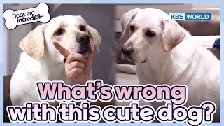 Labradors are known as angels😇 [Dogs Are Incredible : EP.216-1] | KBS WORLD TV 240423