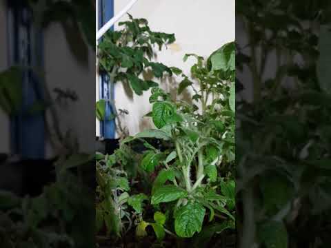 Gurkor i aquaponik del 2