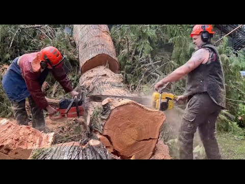 Legendary pro Mac 10-10 in action - falling tree just misses the shop