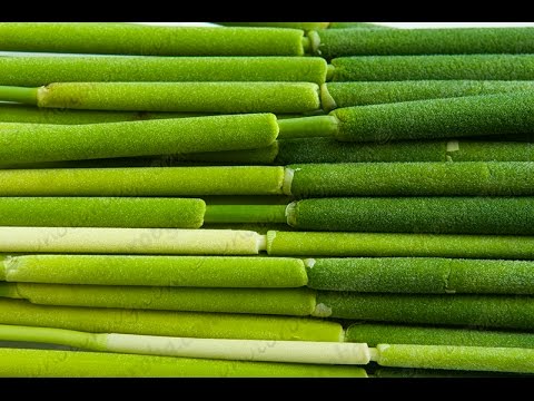 Foraging Cattail - YouTube