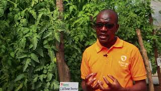 Farmers Tips on Tomato Production